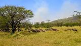 TANZANIA - Serengeti National Park - Migrazione Gnu - 17